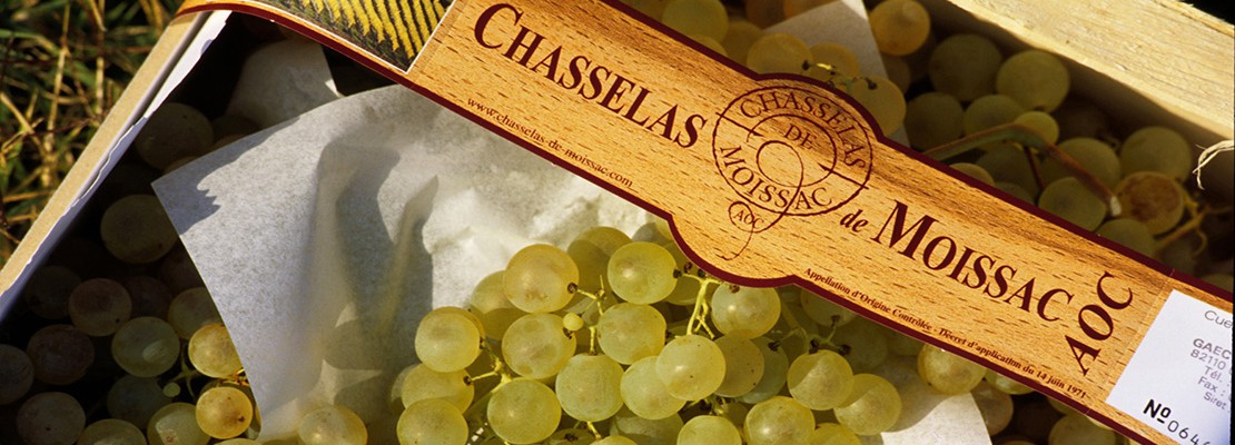 Chasselas de Moissac: le grain d’or du Sud-Ouest