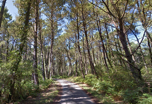 Forêts de pins maritimes à proximité de la Teste-de-Buch