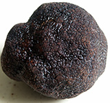 Truffe noire du Périgord