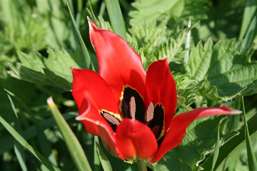 Tulipe agenaise