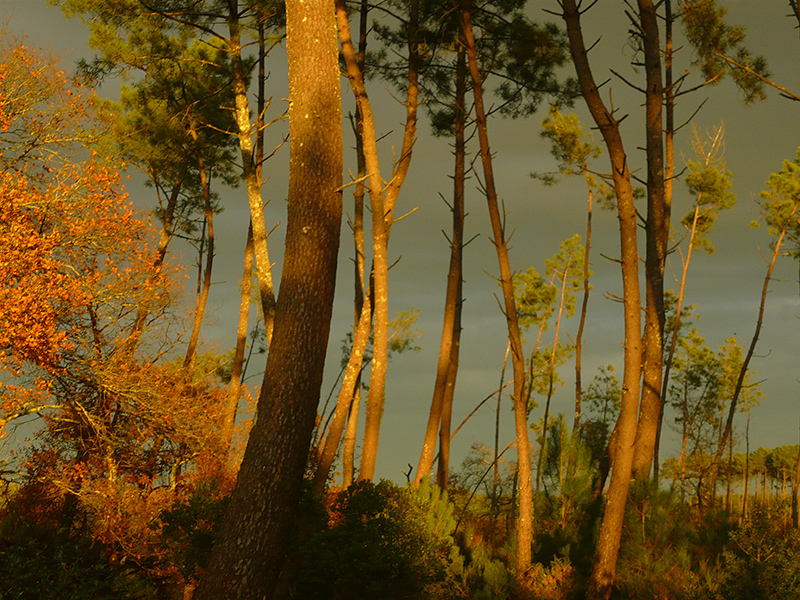 Les Hautes Landes - Crédit photo : Marie Anne ROBERT - Own work, CC BY-SA 4.0, https://commons.wikimedia.org/w/index.php?curid=48991982