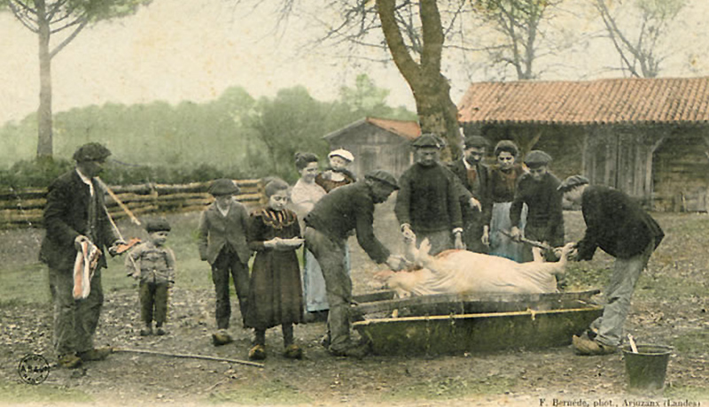 La fête du pèle-porc va bientôt battre son plein. Tout le monde, ou presque, s'en réjouit. 