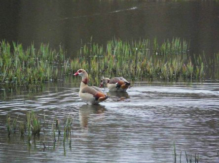 Couple d'ouettes d'Egypte - Crédit photo: RNN des marais de Bruges