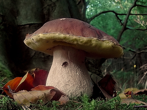 Le cèpe de Bordeaux aiment bien les forêts du Périgord - Crédit Photo: Hans Hillewaert