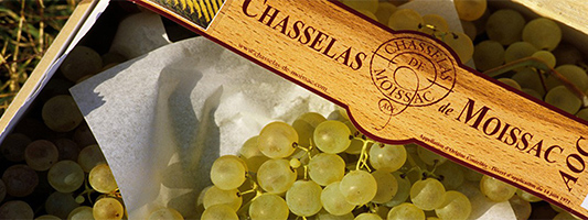 chasselas de Moissac