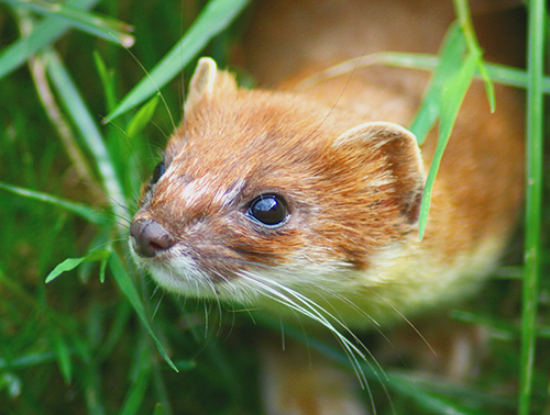 L'hermine n'est plus chassée pour sa fourrure et c'est tant mieux - Crédit photo: Keven Law - CC BY-SA 2.0