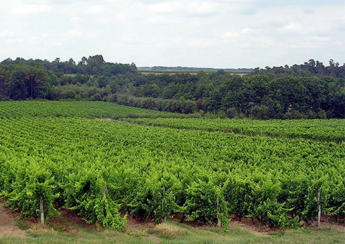 Vignoble d'Armagnac, entre Landes et Gers.