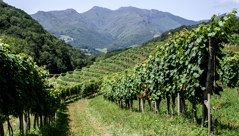 La vigne plantée en terrasse, au regard du terrain légèrement accidenté - Crédit photo : sylvie krinbarg - Flickr