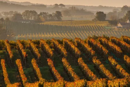 vignoble armagnac