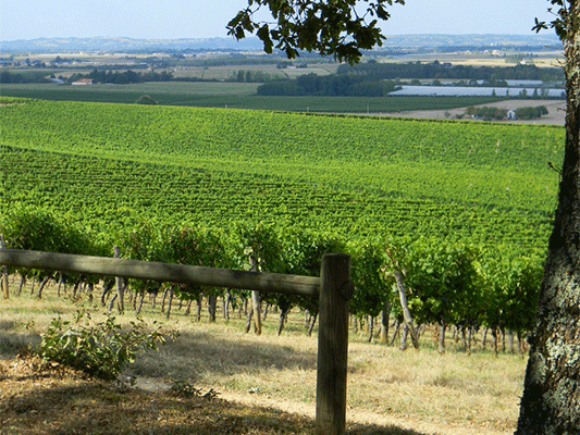 côtes du marmandais