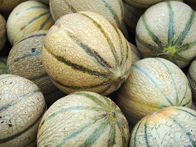 melon de lectoure
