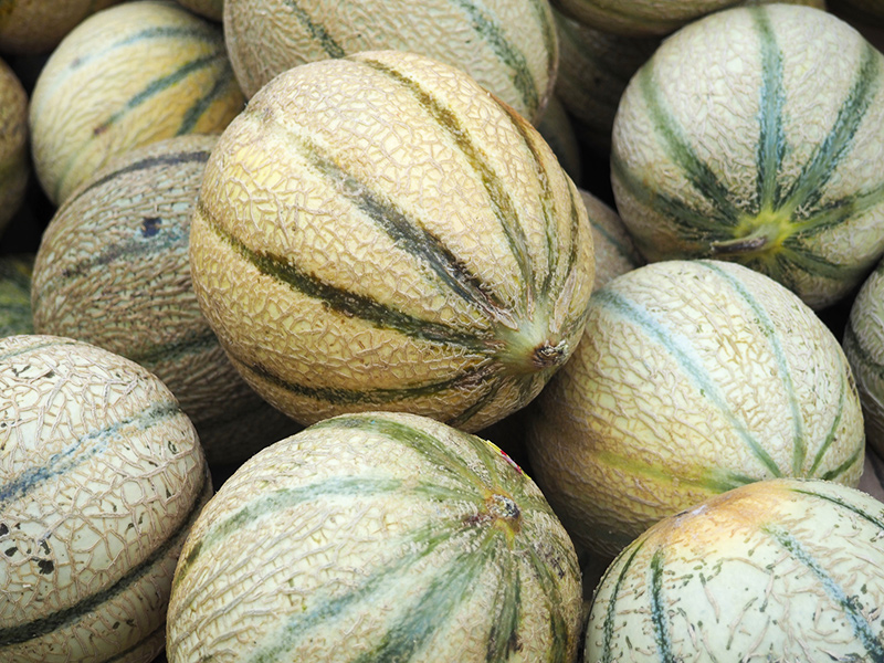 melons de lectoure