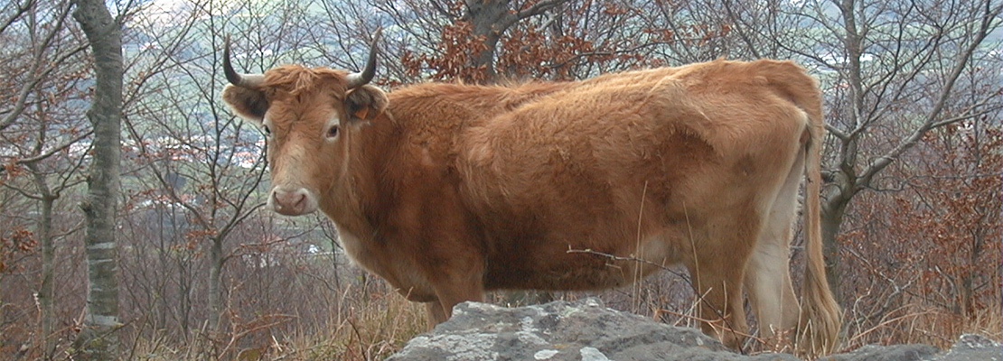 vache sauvage betizu au pays basque