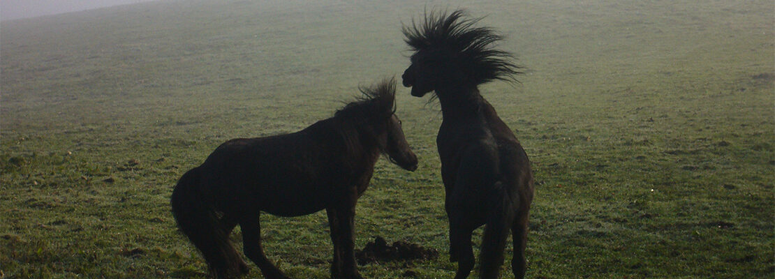 pottoks dans la nature