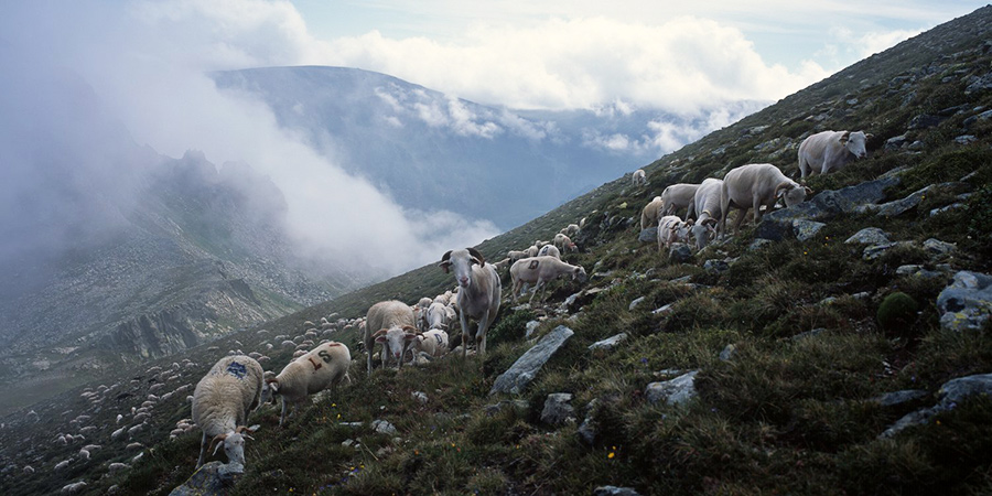 transhumance pyrénées