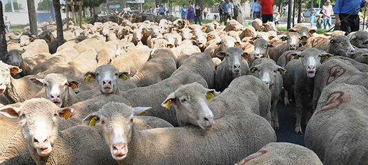 transhumance dans les Pyrénées