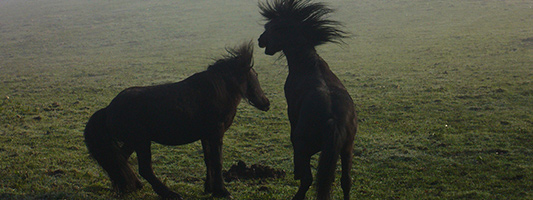 pottoks dans la nature