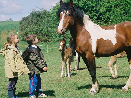 enfants et pottok