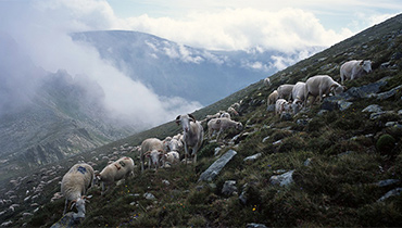 transhumance dans les pyrénées