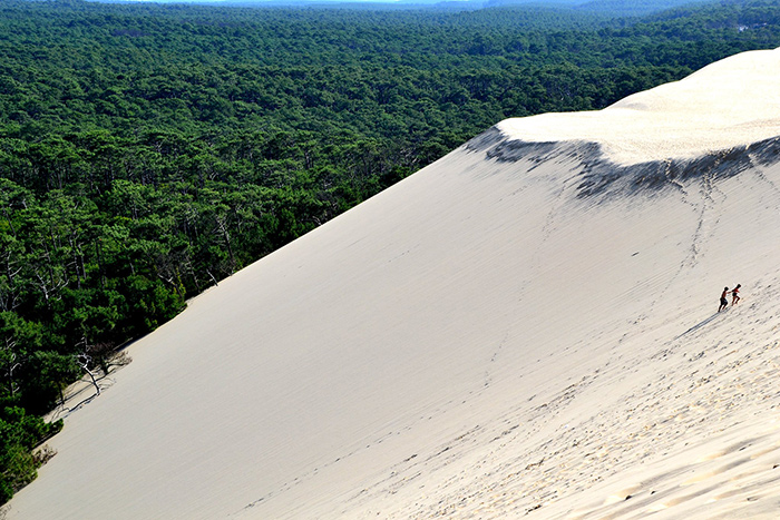 dune du pilat recule sur la forêt