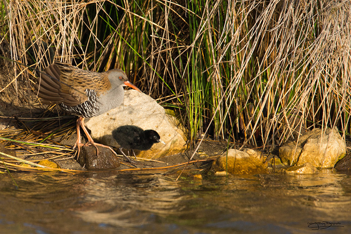 réserve ornithologique du Teich