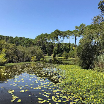 forêt landaise