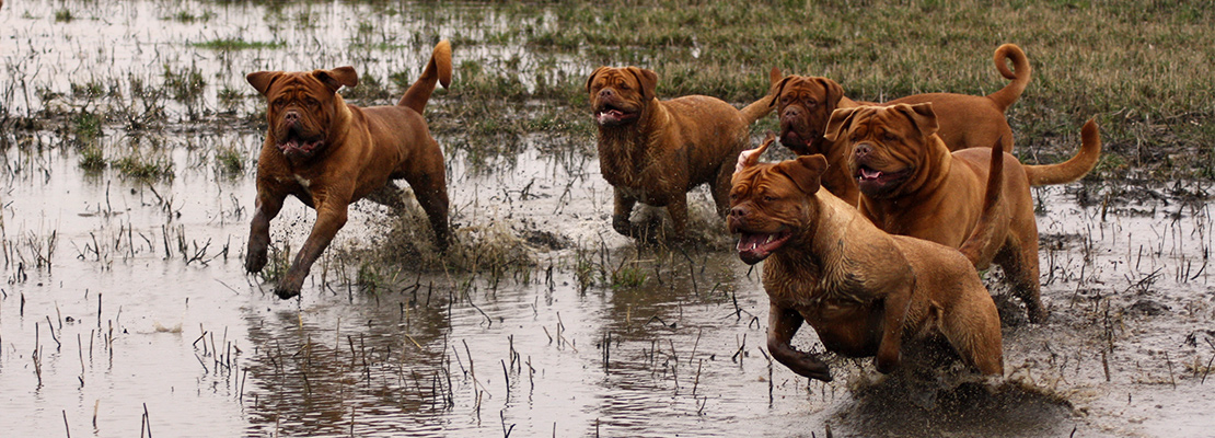 Dogues de bordeaux