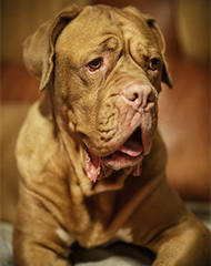 dogue de bordeaux