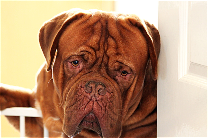 dogue de Bordeaux