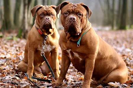Dogue de Bordeaux