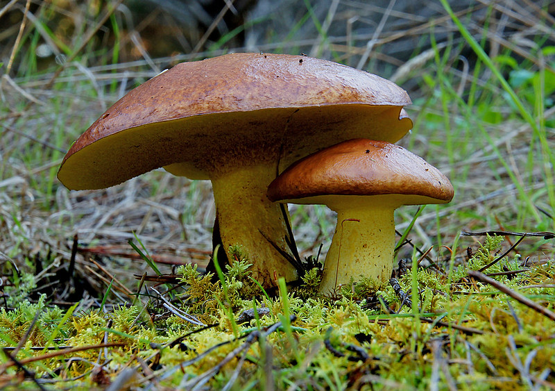 cèpes en forêt