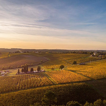 vignobles à Saint-Pierre-de-Buzet