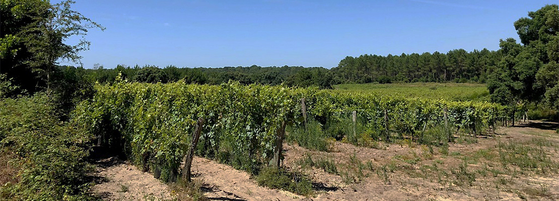 Vignaoble du vin de sable dans les Landes