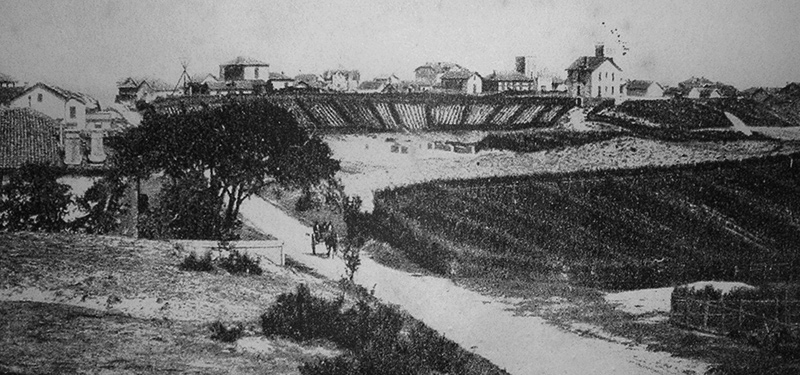 vignes sur les dunes au 19e à Capbreton au 