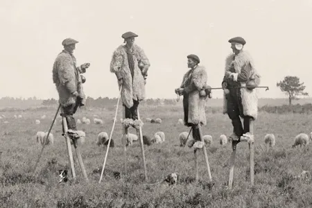 échassiers landais