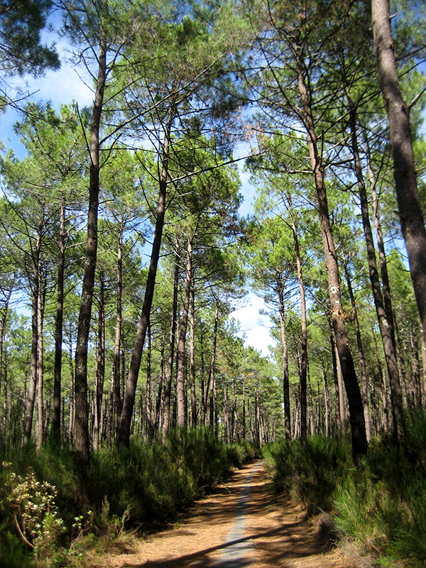 forêt landaise