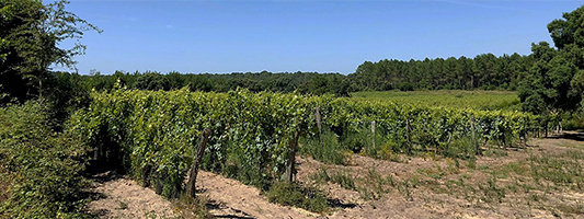 vignoble des landes