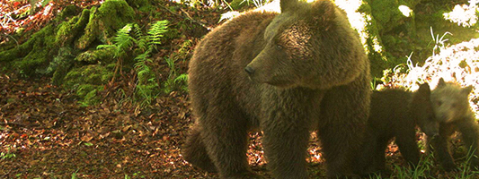 ours des pyrénées