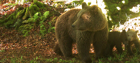 ours des pyrénées