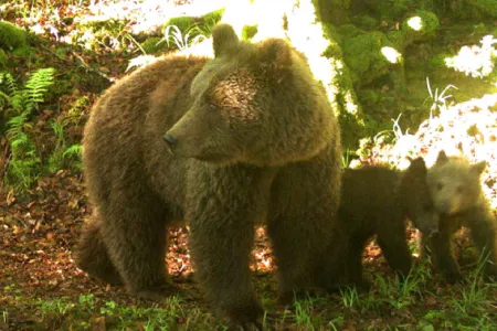 Ours des pyrénées