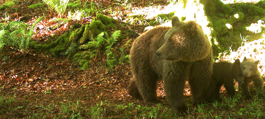 ours des pyrénées