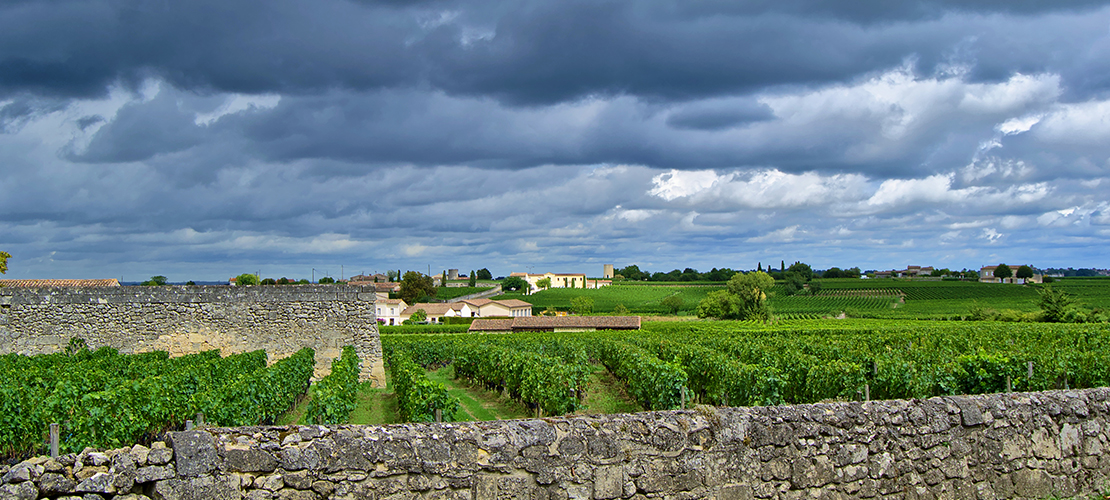 vignes à saint-émilion