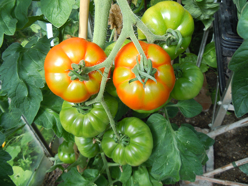 tomates de marmande