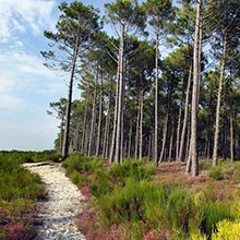 Nature et paysages des Landes