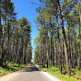 Venir dans les Landes
