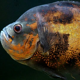 Les aquariums du Sud-Ouest
