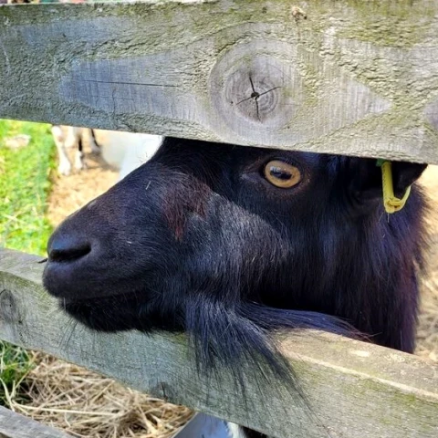 Parcs animaliers en Dordogne