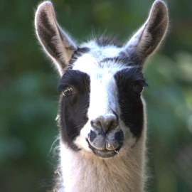 parcs animaliers sud-ouest