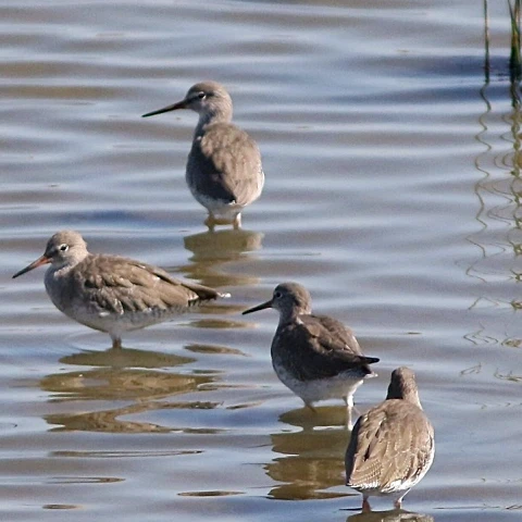 Réserves animalières Gironde
