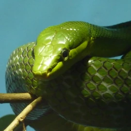 Les vivariums du Sud-Ouest